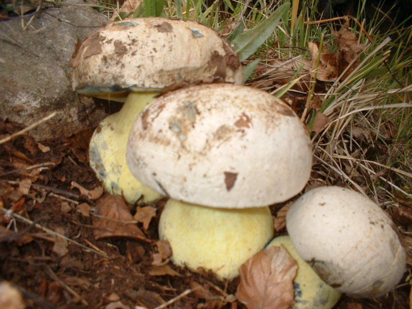 boletus radicans